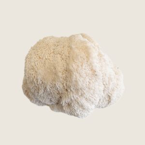 Verse lion's mane