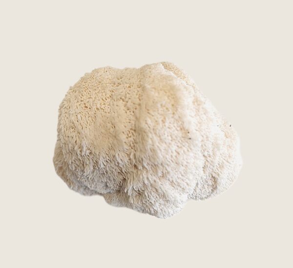 Verse lion's mane