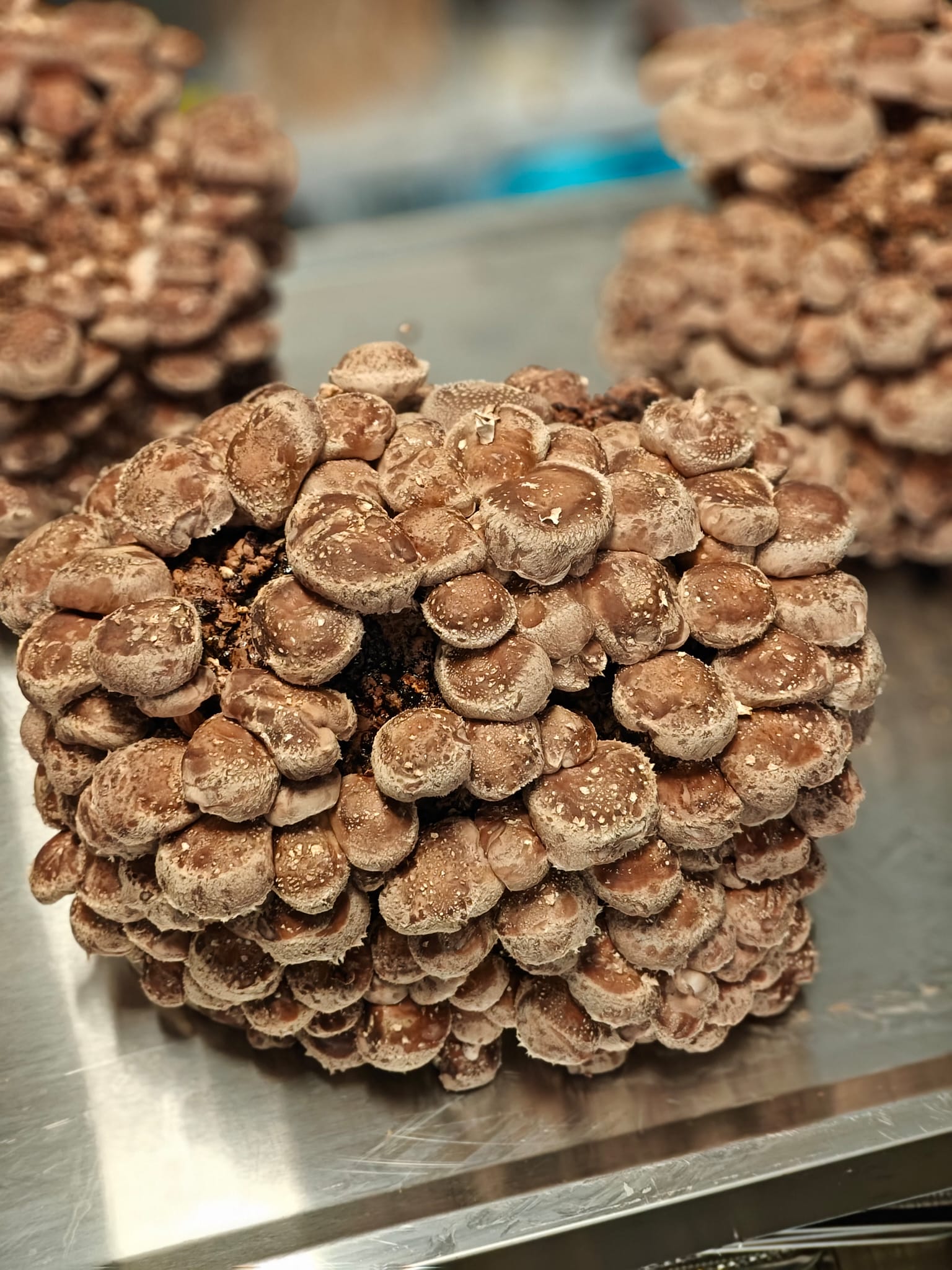 Verse shiitake - Afbeelding 3