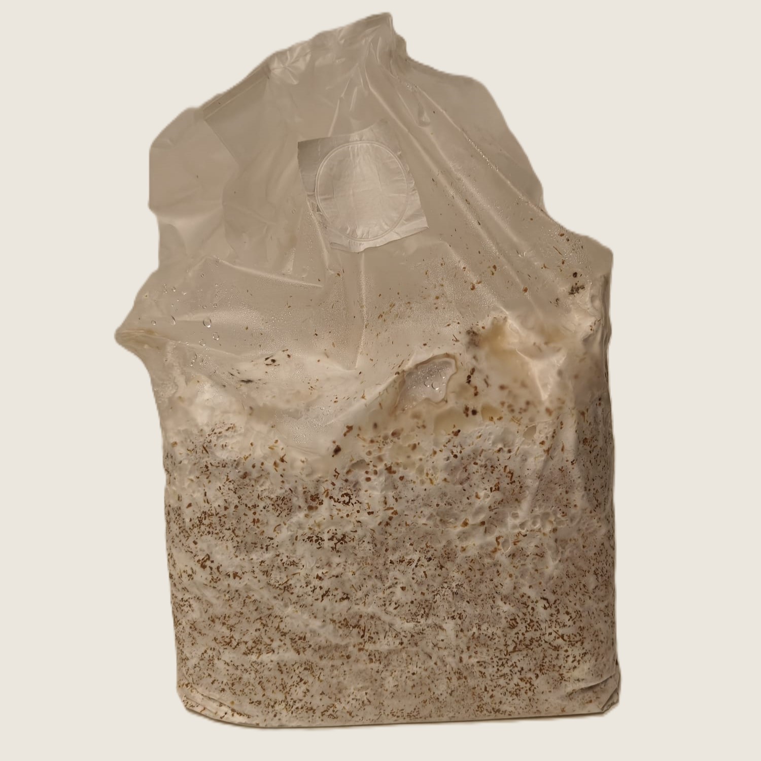 Grijze oesterzwam blok (zelf kweken) - Afbeelding 2