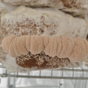 Lion's mane blok (zelf kweken)