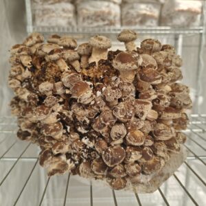 Shiitake blok (zelf kweken)