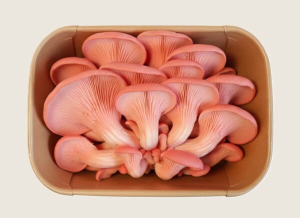 Verse roze oesterzwammen